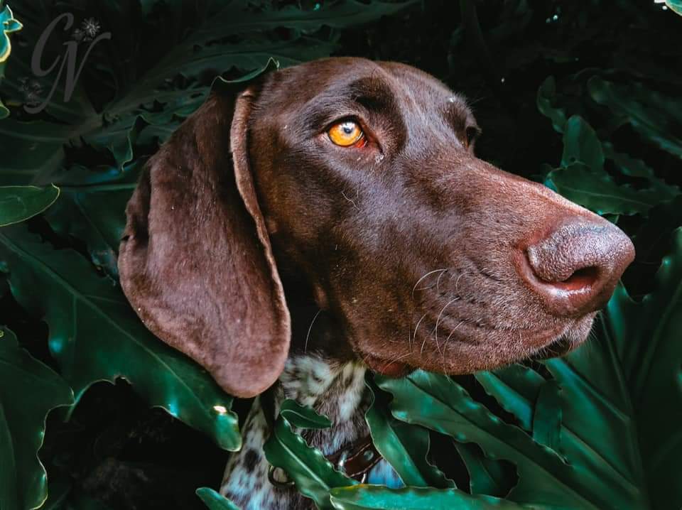 Product and pet photography — photography by weDesiign